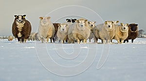 Sheep in Snow