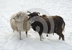 Sheep in snow