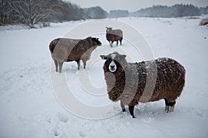 Sheep in snow