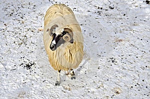 Sheep in the snow