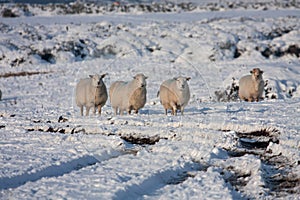 Sheep in snow