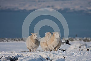 Sheep in snow