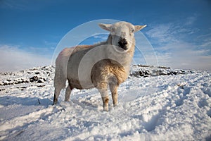 Sheep in snow