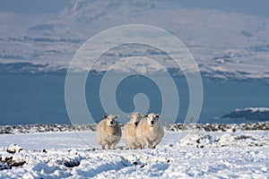 Sheep in snow