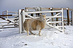 Sheep in the snow