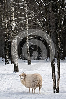 Sheep in a snow-covered forest