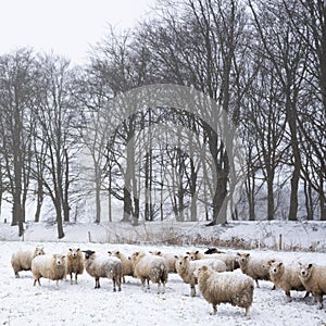 Sheep in snow covered meadow near doorn on utrechtse heuvelrug