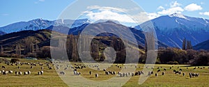 Sheep and snow covered mountains in New Zealand