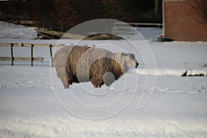 Sheep on snow filled meadow in Oude Leede, Netherlands