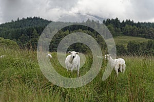 Sheep in Snowdonia National Park
