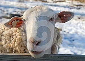 Sheep at a Snowy Farm