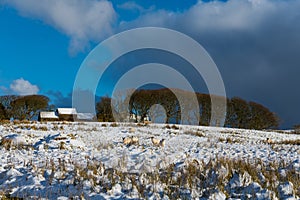 Sheep in a snowy field under storm clouds at a farm in Ireland