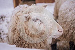 Sheep in snowy winter farm. Animal farm life. Cod snowy winter