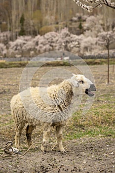 A sheep with softbackground of cherry blossum trees in Passu