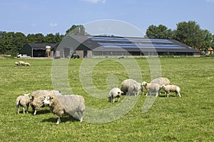 Sheep and solar panels on a farm, Netherlands