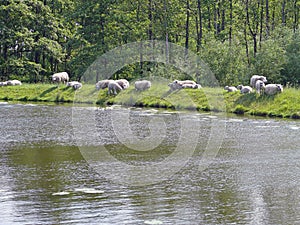 Sheep on a somewhere in the Green Hart of Holland