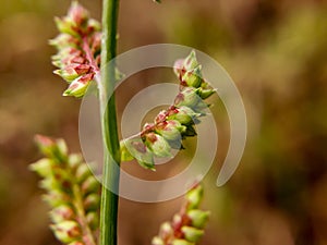 Sheep sorrel a weed flower