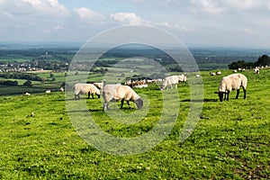 Sheep on the South Downs