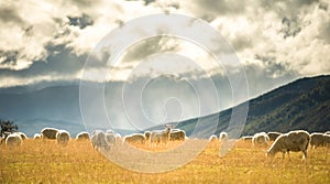 Sheep in South island, New Zealand