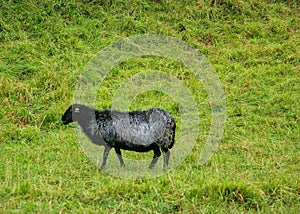 sheep with a special color grazing in the field