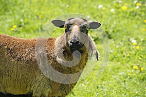 Sheep in spring on fresh green meadow