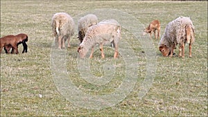 Sheep in spring, lambs, family