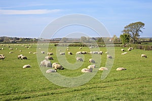 Sheep and spring lambs