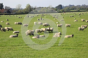 Sheep and spring lambs