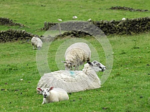 Sheep and spring lambs in yorkshire