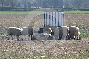 Sheep In springtime grazing foodstuff in a field In North Yorkshire UK