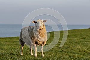 Sheep in springtime in Sweden