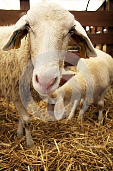 Sheep in the stall