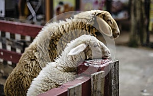 Sheep stand on a fence waiting for food from tourists in the zoo of a sheep farm in Pattaya