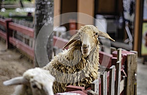 Sheep stand on a fence waiting for food from tourists in the zoo of a sheep farm in Pattaya