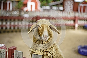 Sheep stand on a fence waiting for food from tourists in the zoo of a sheep farm in Pattaya