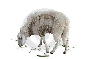 A sheep stand and grazed with gusto on white background.