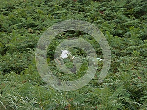 Sheep standing in fern in ireland