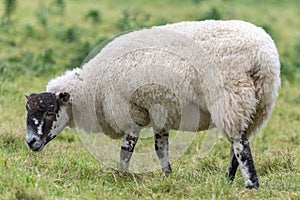 A Sheep standing in a field