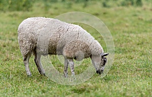 A Sheep standing in a field