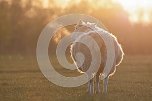 Sheep standing in a field at dawn
