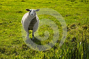 A sheep standing in the grass photo