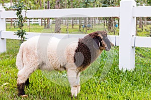 Sheep standing on the grass, white picket fence and nature backg