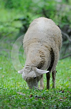 Sheep standing in green field