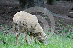 Sheep standing in green field