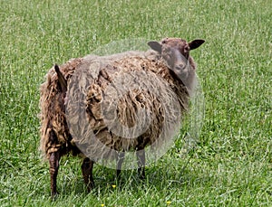 Sheep standing on green grass