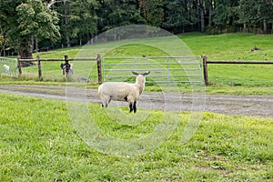 Sheep standing in green pastures near road