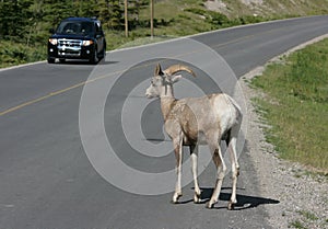 Sheep Standing on Highway