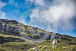 Sheep standing on the hill, surrounded by Lewisian gneiss rocks