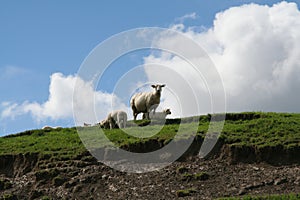 Sheep standing on a hillside