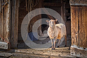 Sheep standing and looking out barn door